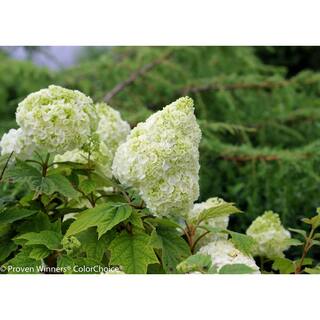 PROVEN WINNERS 4.5 in qt. Gatsby Moon Oakleaf Hydrangea (Quercifolia) Live Shrub White to Green Flowers HYDPRC3607800