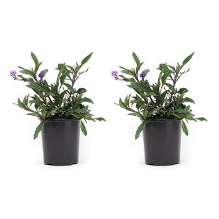 Pure Beauty Farms 2.5 Qt. Ruellia Purple Flower in 6.33 in Grower's Pot (2-Pack) DC1GRUELLIA2