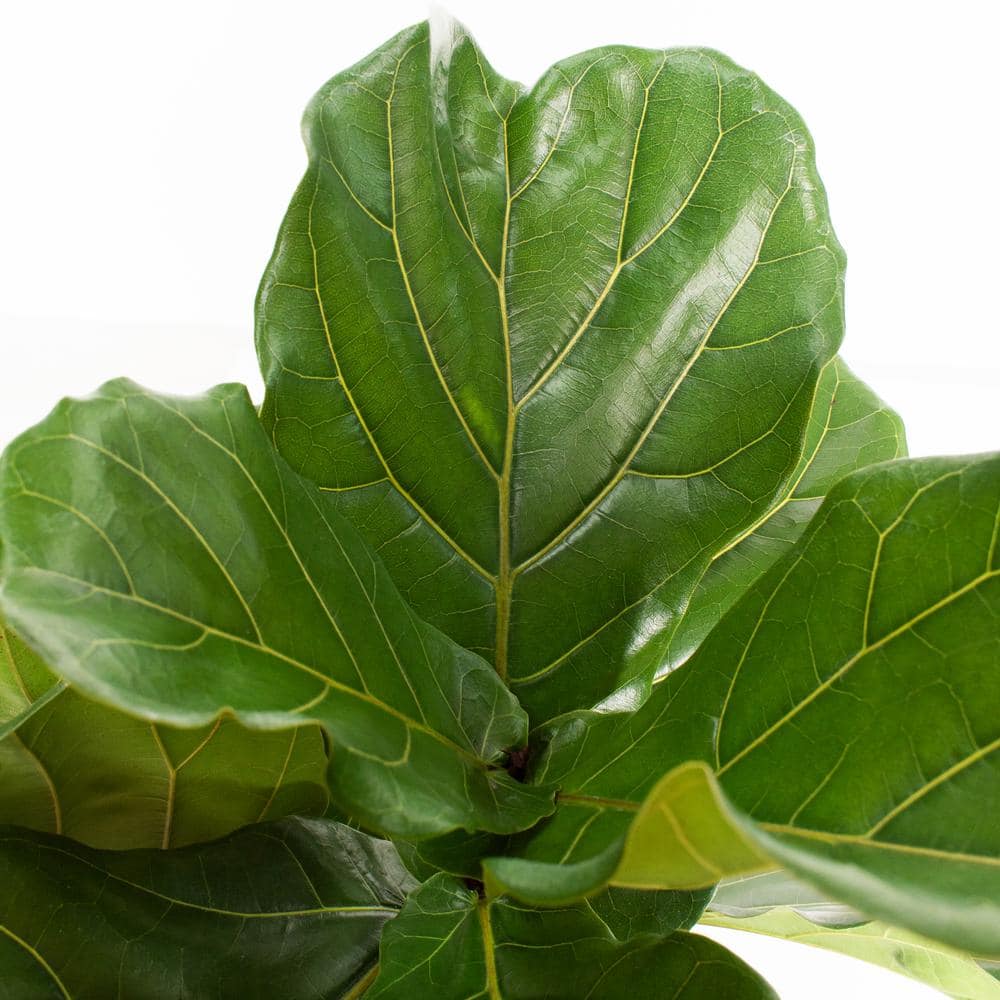 national PLANT NETWORK Standard Fiddle Leaf Fig (Ficus) in 3G Grower Container HD1362