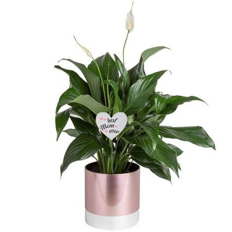 Costa Farms  Live Indoor 15in. Tall White Peace Lily; Bright， Indirect Sunlight Plant in 6in. Plastic Planter