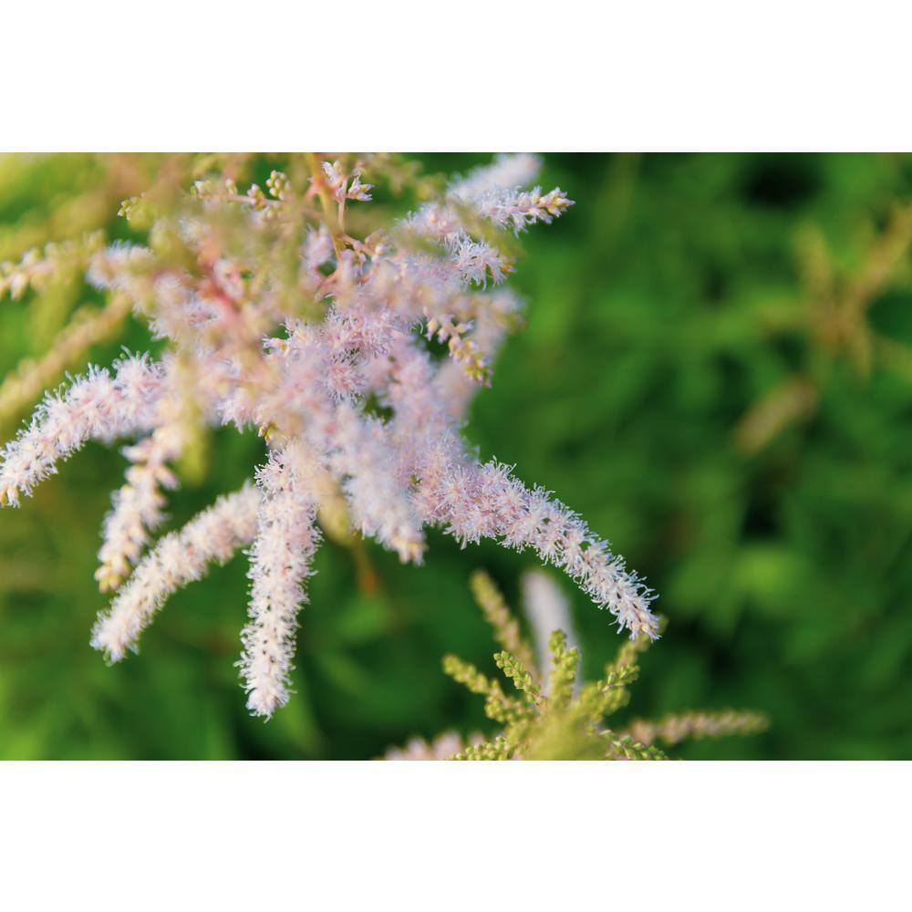 BELL NURSERY 3 Gal. Peach Blossom Astilbe Live Perennial Plant (1-Pack) ASTIL3PEA1PK