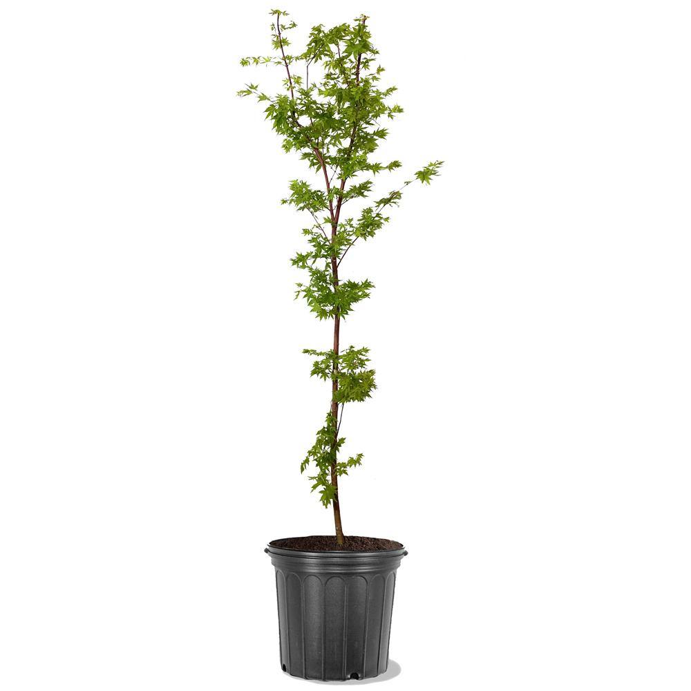 #1 Windmill Palm (2-Pack) THD00097
