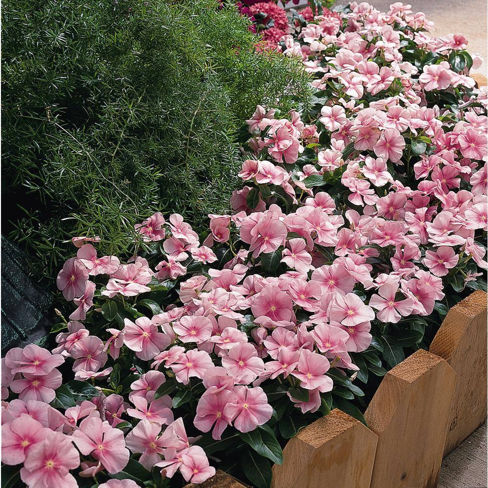 BELL NURSERY 4 in. Pink Vinca Annual Live Plant Pink Flowers (Pack of 6) VINCA4PNK6PK