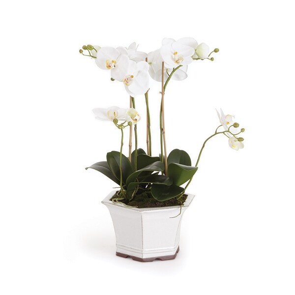 Barclay Butera Phalaenopsis In Ceramic Pot 18.5