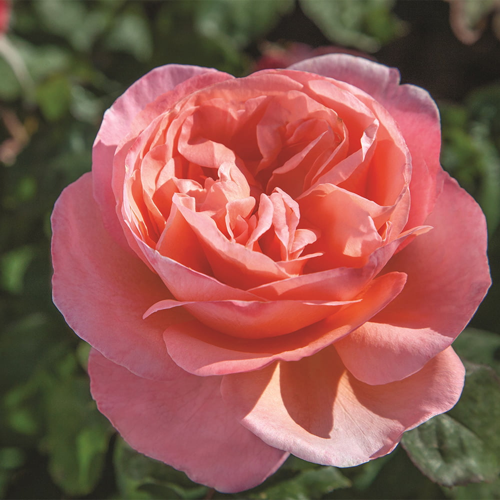 2g Bloomables Rose Sweet Mademoiselle