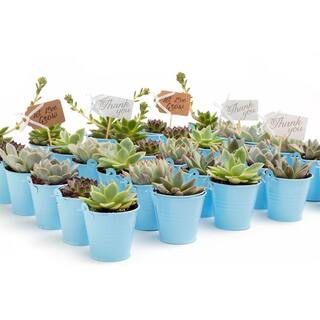 The Succulent Source 2 in. Wedding Event Rosette Succulents Plant with Blue Metal Pails and Let Love Grow Tags (140-Pack) 2-R-B-LLG-140