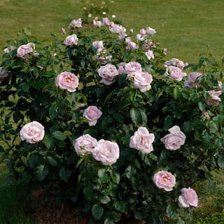 MY LANDSCAPE 2 Gal. Le Petit Prince Rose with Lavender Flowers 17536