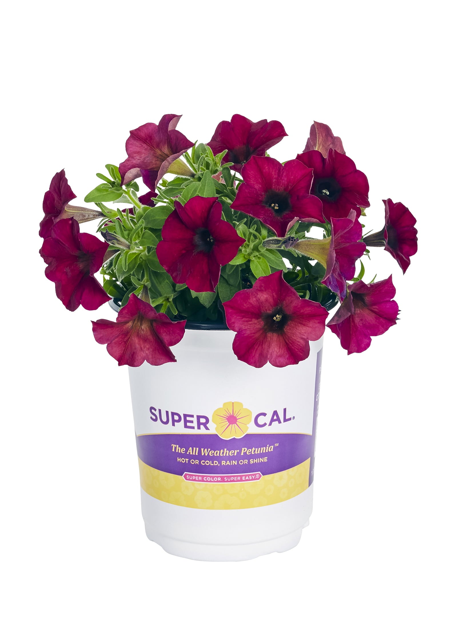 SuperCal 1QT Red Petchoa Petunia Live Plants Grower Pot (5 Count)