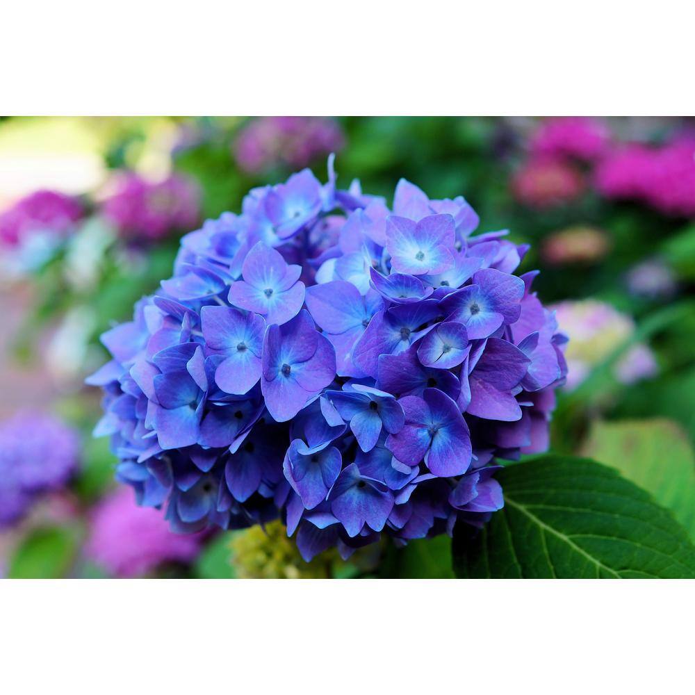 Online Orchards 1 Gal. Let's Dance Rhythmic Blue Hydrangea Shrub Reblooming Skyblue Flowers SBHD001