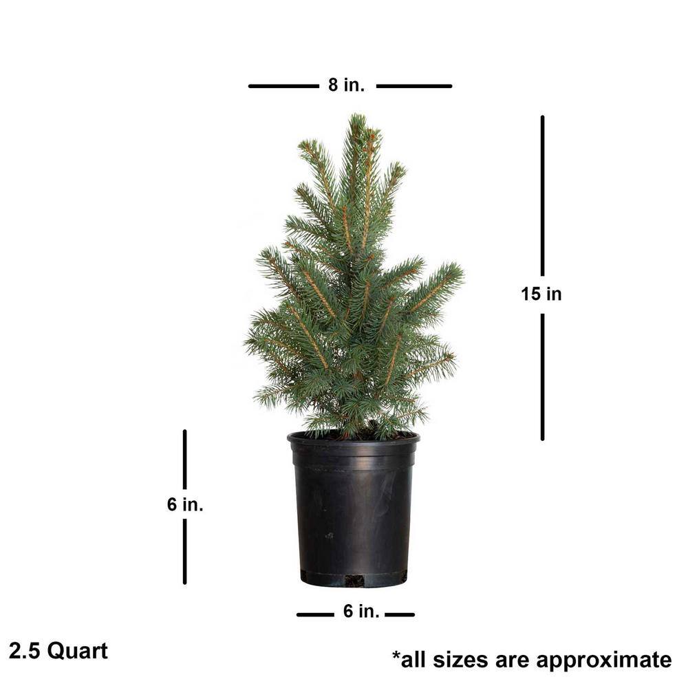FLOWERWOOD 2.5 Qt Baby Blue Colorado Spruce Live Evergreen Tree 4722Q