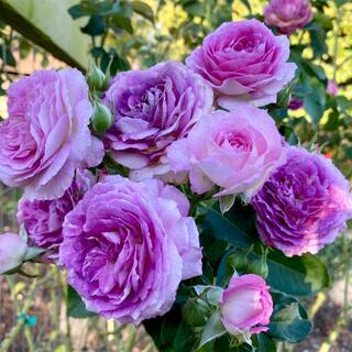 MY CLIMBING 3 Gal. Lavender Crush Climbing Rose with Lavender Flowers 17570