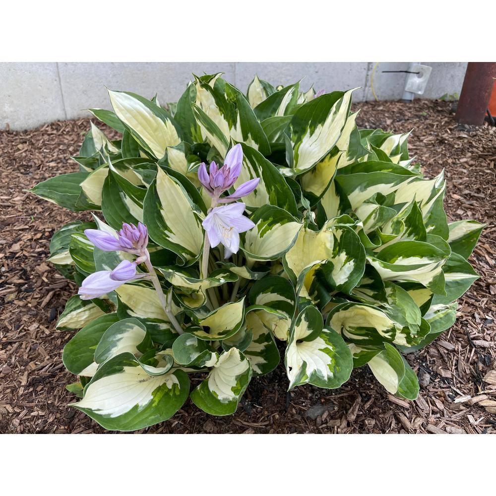Online Orchards 1 gal. Loyalist Hosta Shrub with Pure White Leaf Centers and Creamy White Flowers (2-Pack) SBHO002