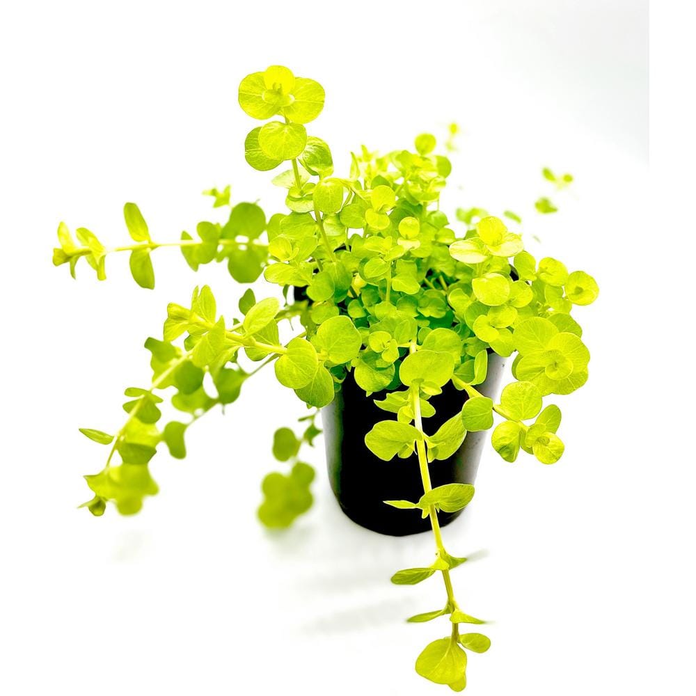 4 in. Creeping Jenny Plant (10-Pack) 21940