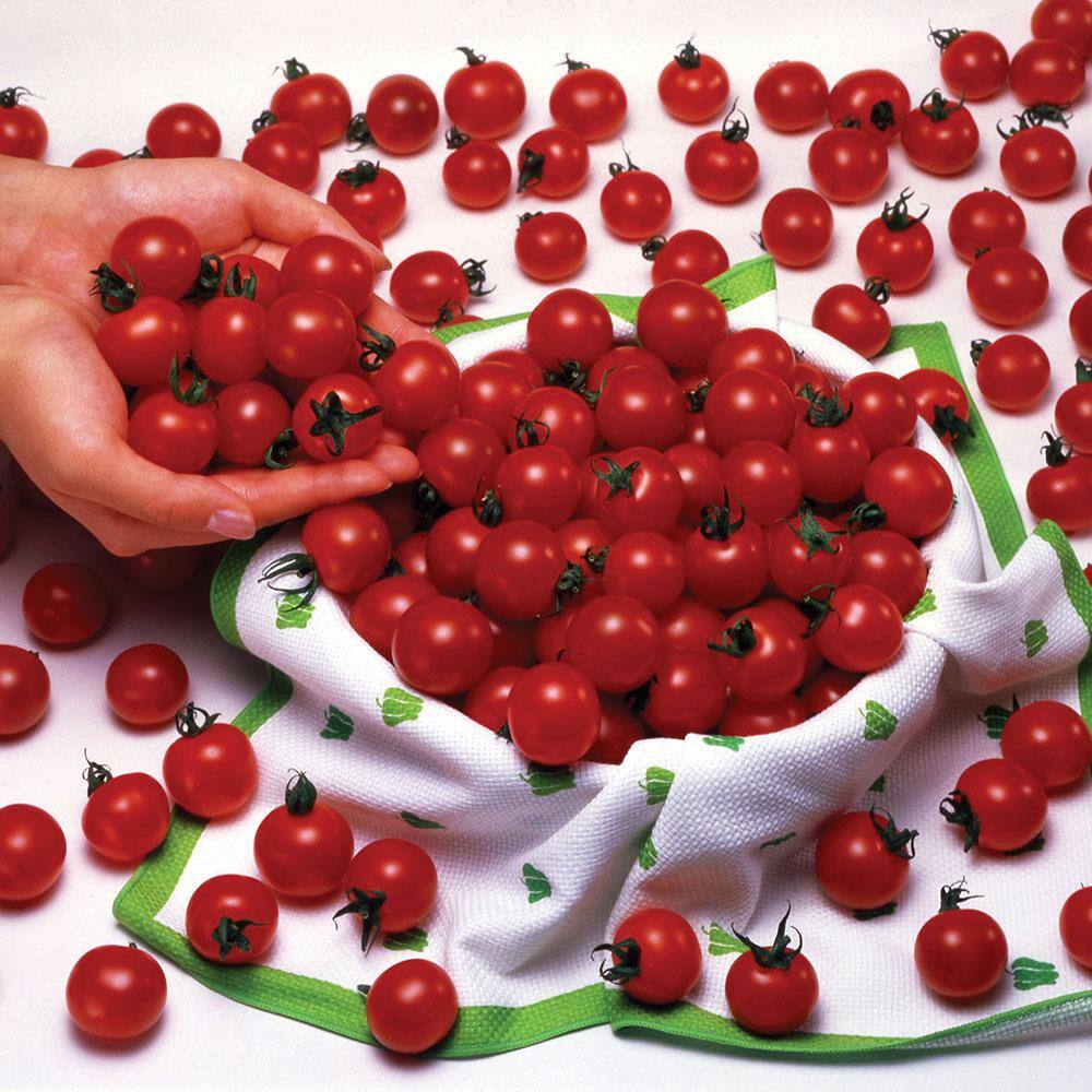 Bonnie Plants 19 oz. Sweet Million Cherry Tomato Plant 0291