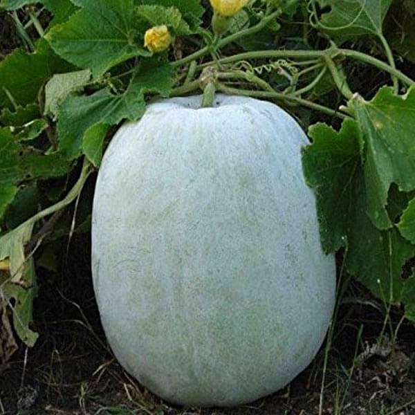 Ash Gourd, Methai Petha, Agri Petha - Vegetable Seeds