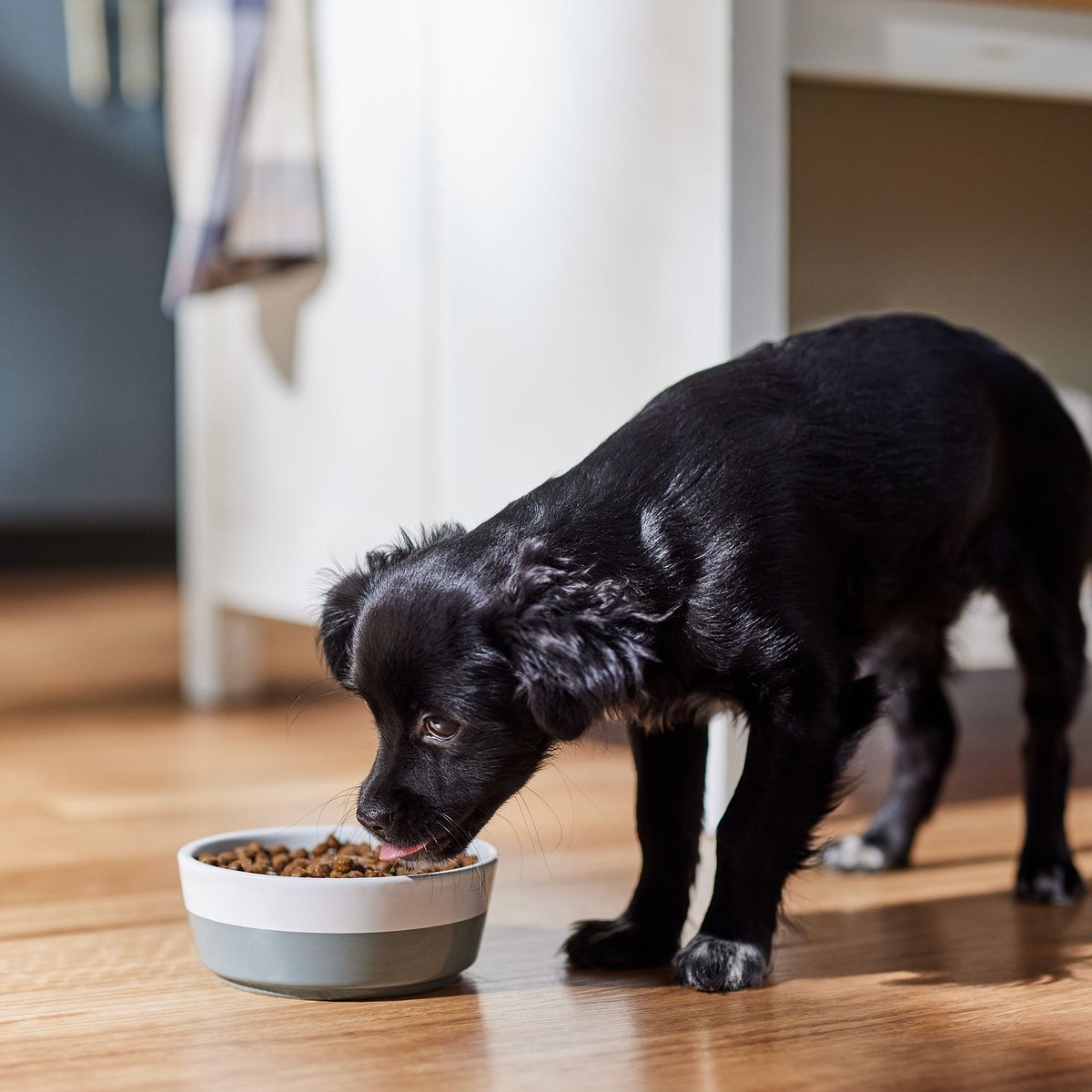 Farmina NandD Ancestral Grain Lamb and Blueberry Recipe Puppy Mini Dry Dog Food