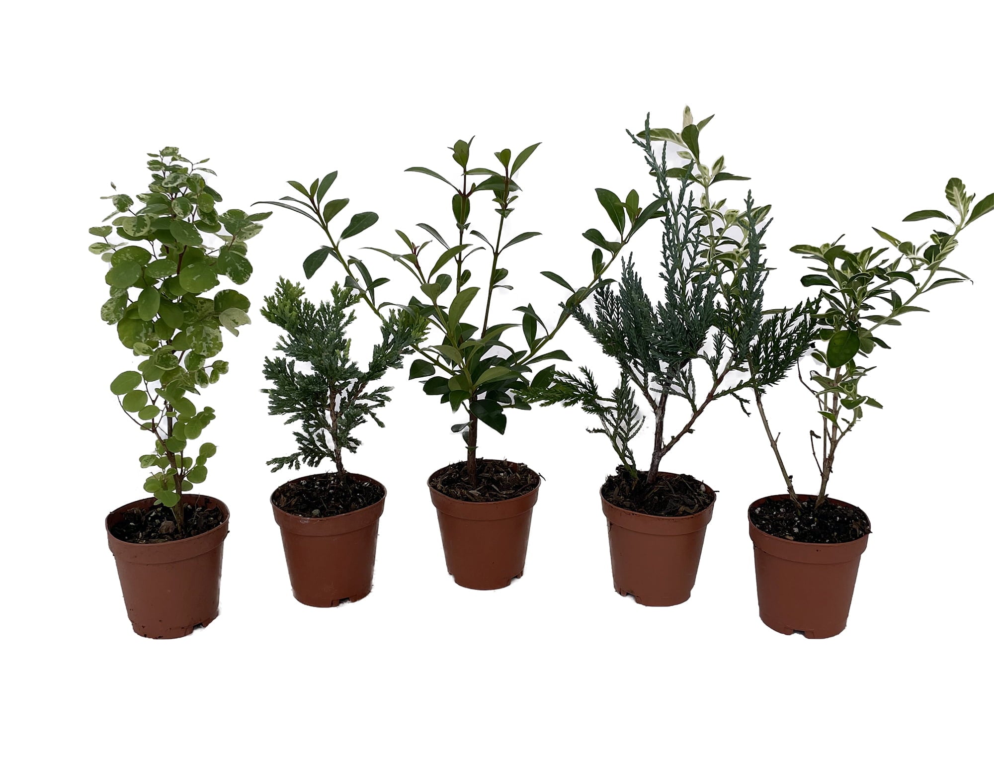 Zen Living Bonsai Assortment - 5 Plants 2