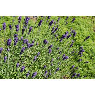 BELL NURSERY 3 Gal. Landscape Purple Lavender Perennial Plant (1-Pack) 456944