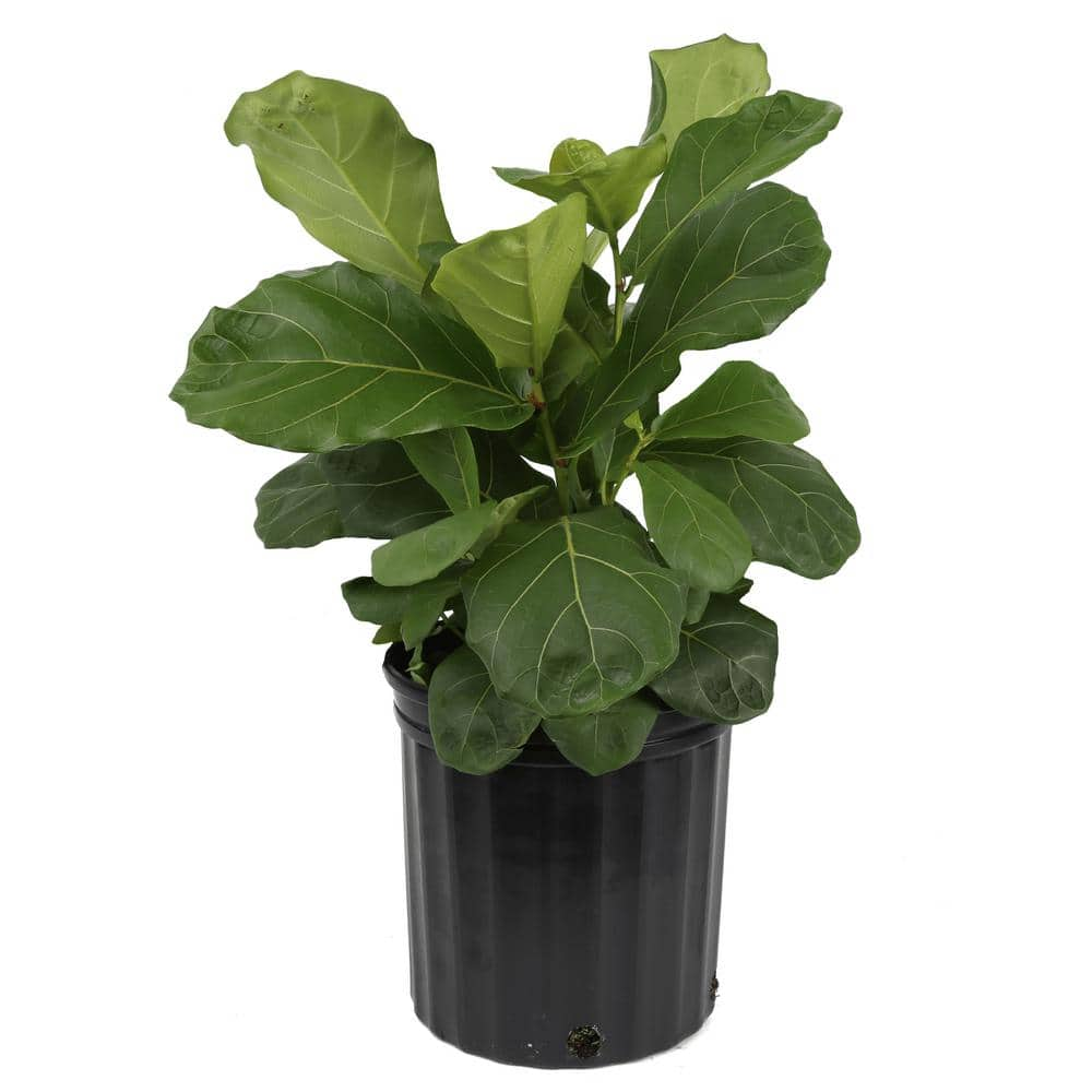 Costa Farms Fiddle Leaf Fig Indoor Plant in 10 in. Black Grower Pot Avg. Shipping Height 1-2 ft. Tall 10PAN