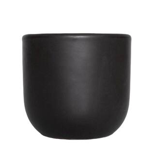 national PLANT NETWORK 5 in. Braided Money Tree Plant in a 4 in. Semi Matte Black Grant Container (1-Piece) HD4697