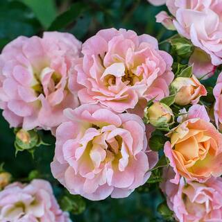 Drift 2 Gal. Peach Drift Rose Bush with Pink-Orange Flowers 13194