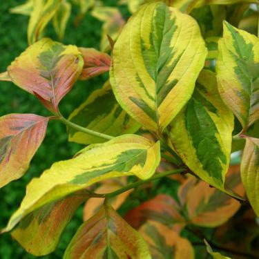 Sunset Flowering Dogwood Tree