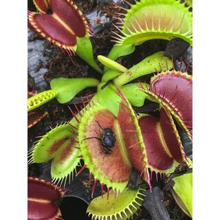 ALTMAN PLANTS 3 in. Venus Flytrap (3-Pack ) 0881352