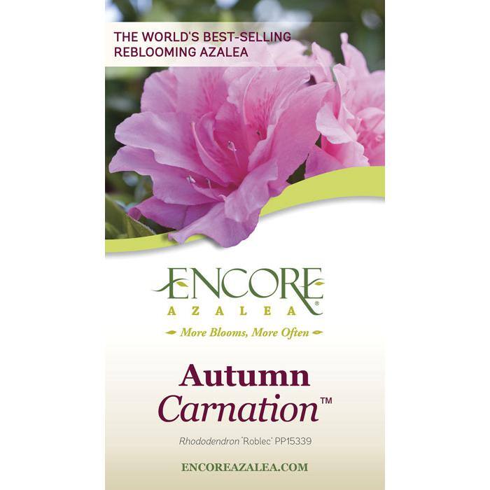 ENCORE AZALEA 3 Gal. Autumn Carnation Reblooming Azalea Shrub with Pink Flowers 80393