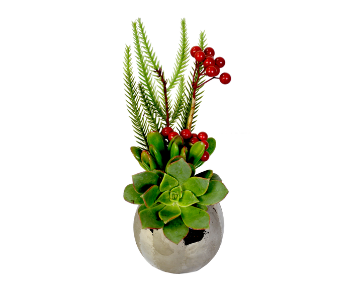 H  P Sales Small Succulent in Ceramic with Silver  - 11155