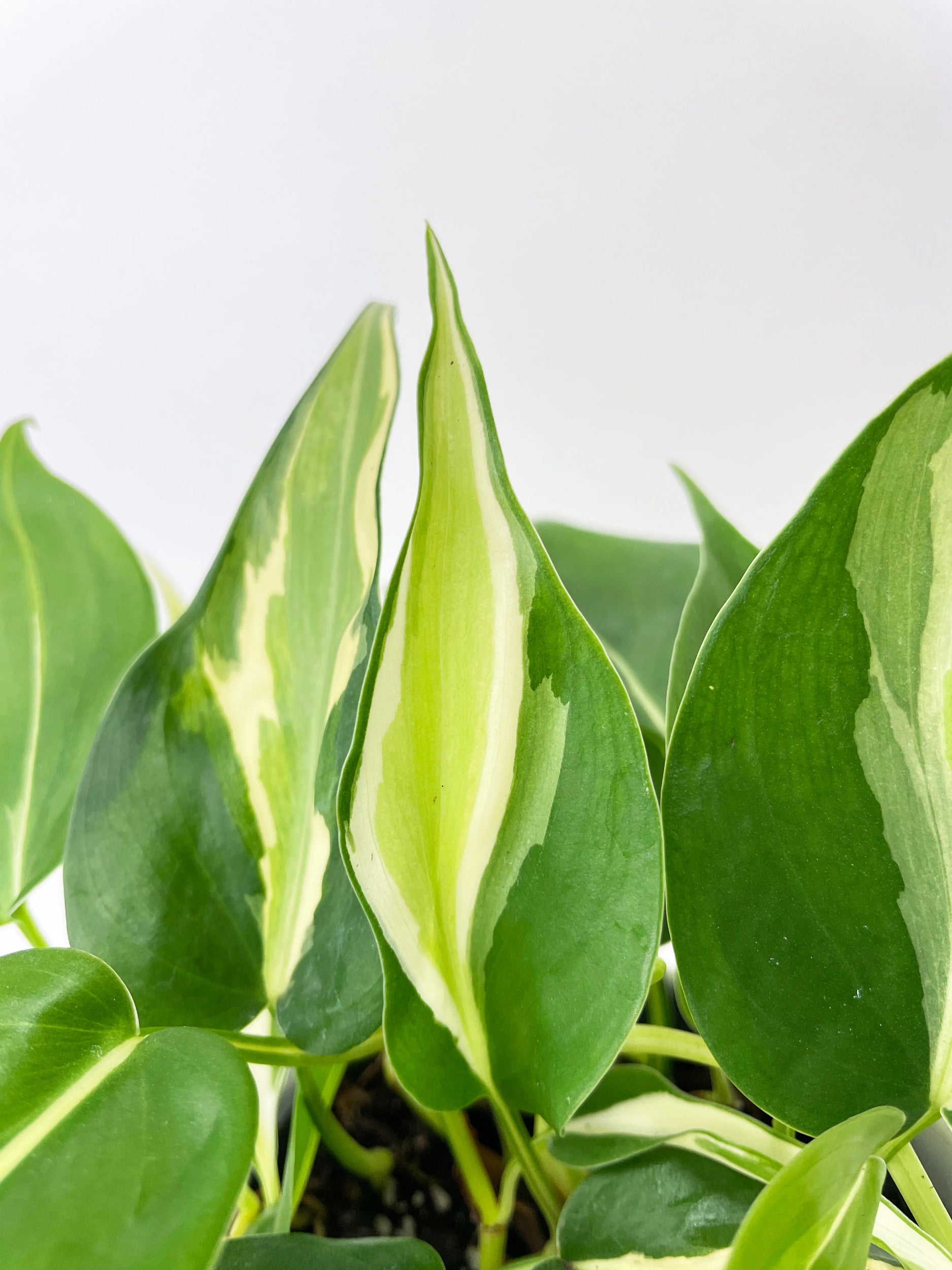 Philodendron Hederaceum Silver Stripe