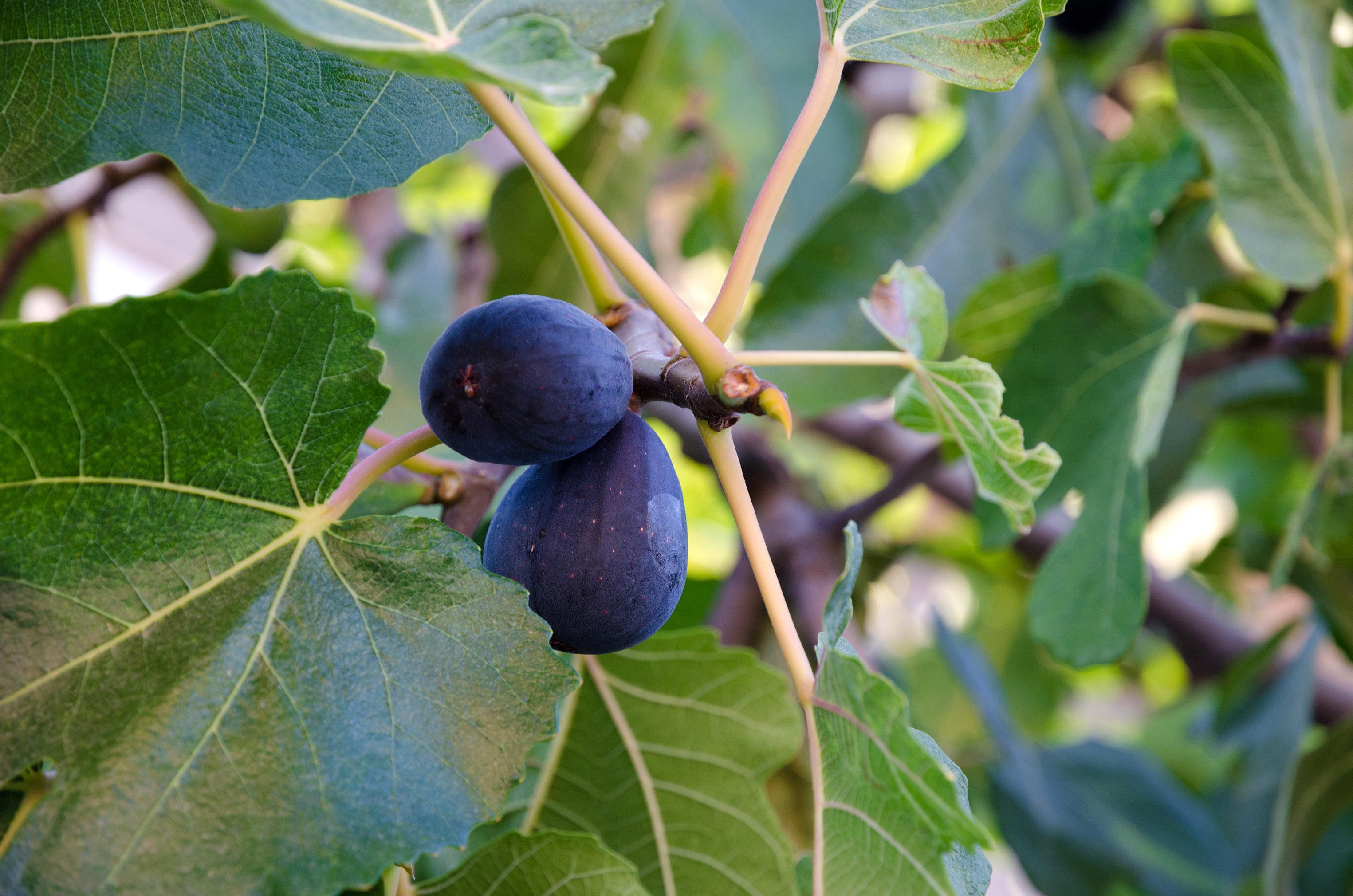 Fig Tree - Live Fruit Tree in a 3 Gallon Pot - Ficus Carica 'Black Mission - Tropical Edible Fruit Bearing Tree