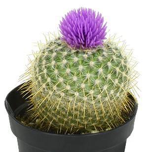 SMART PLANET 2.5 in. Cactus with Faux Flower Plant Collection (4-Pack) 0880047