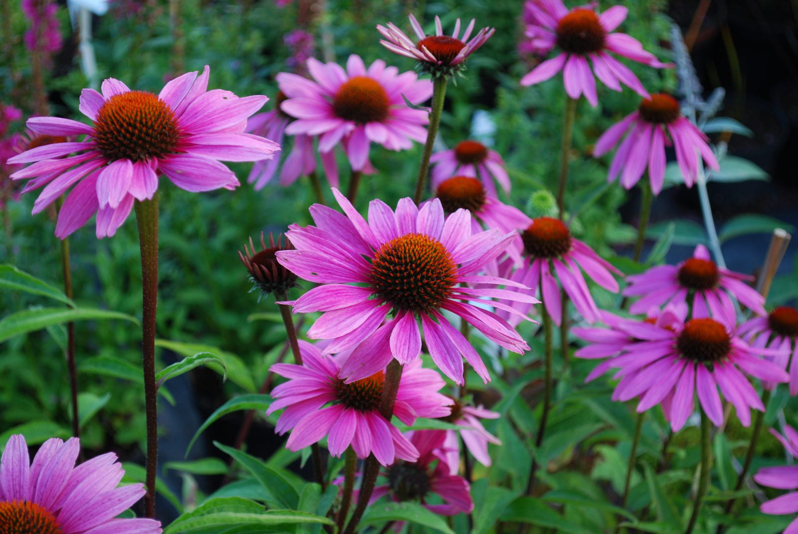 Magnus Coneflower - Echinacea Purpurea magnus - Quart Pot