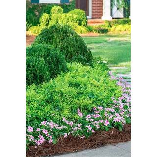 SOUTHERN LIVING 3 Gal. Lemon Lime Nandina Heavenly Bamboo Live Evergreen Shrub with Lime Green Foliage (1-Pack) NANDI3LLM1PK