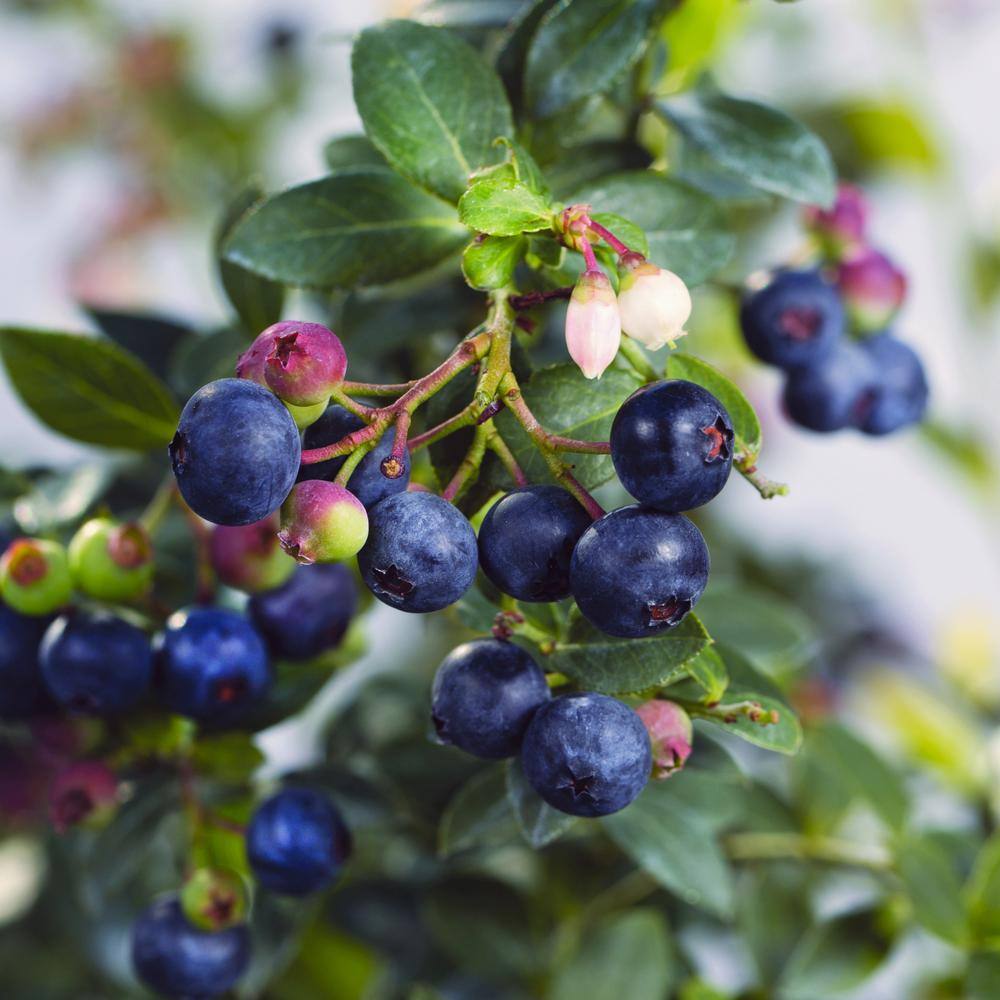 BUSHEL AND BERRY 1 Gal. Bushel and Berry Blueberry Buckle Blueberry Live Plant HD1665