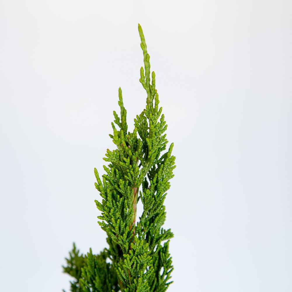 FLOWERWOOD 2.5 Qt. Hollywood Juniper (Torulosa) Live Shrub Plant with Twisting Evergreen Foliage 3415Q