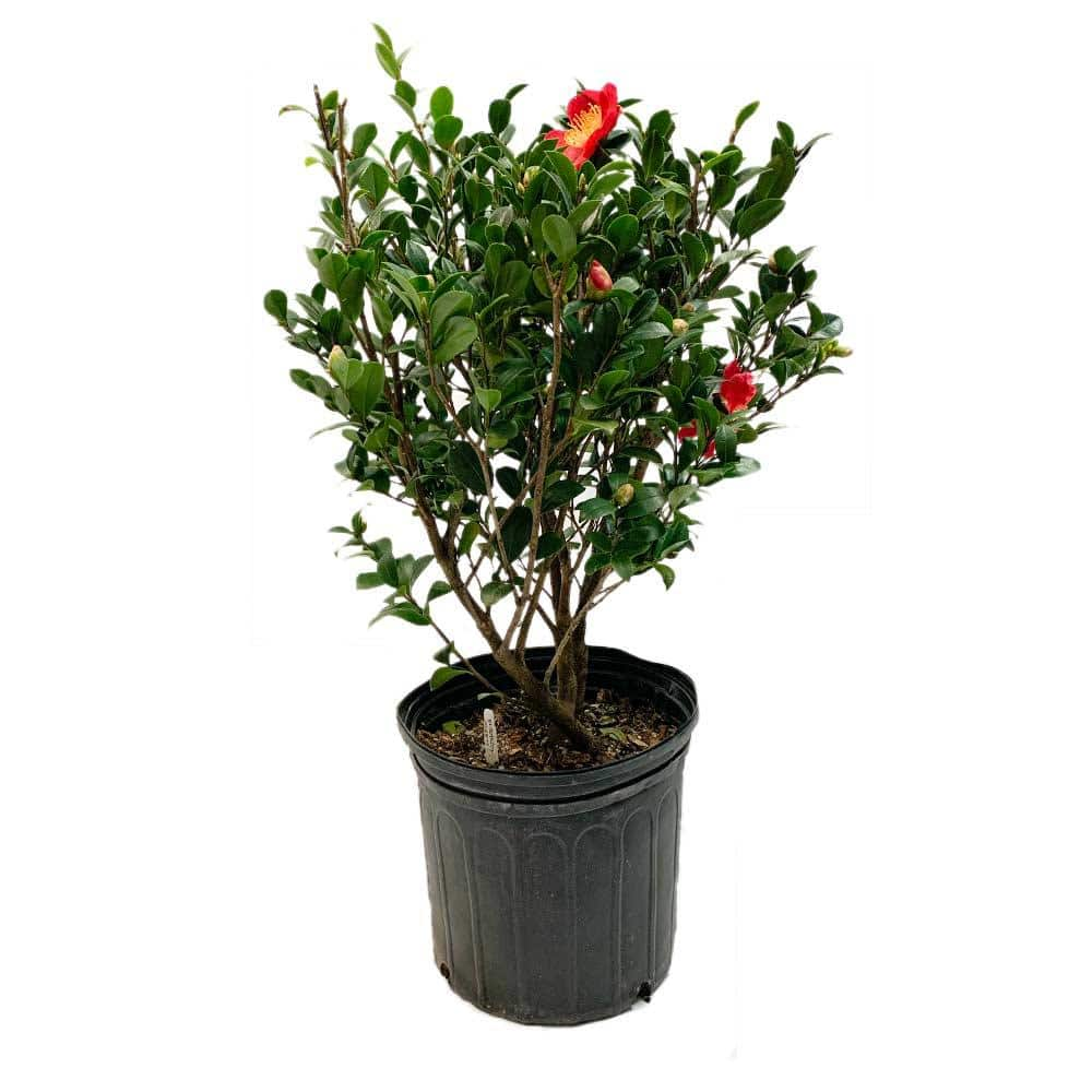 FLOWERWOOD 2.5 Gal - Yuletide Camellia(Sasanqua) - Red Blooming Evergreen Shrub Live Plant 79953FL