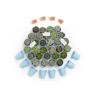 The Succulent Source 2 in. Wedding Event Rosette Succulents Plant with Blue Metal Pails and Let Love Grow Tags (80-Pack) 2-R-B-LLG-80