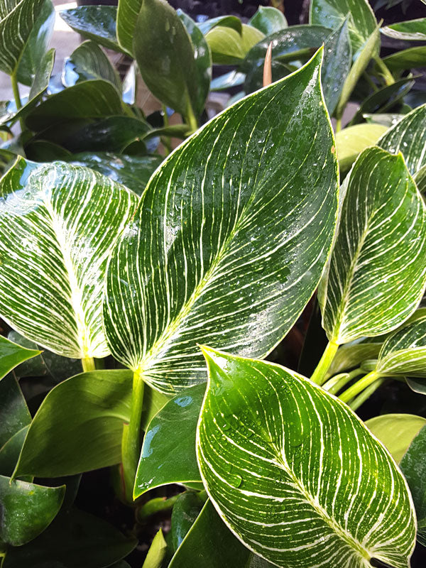 Philodendron Birkin Hanging Basket - Live Plant in a 4 inch Hanging Pot - Philodendron Hybrid - Extremely Rare Indoor Air Purifying Houseplant