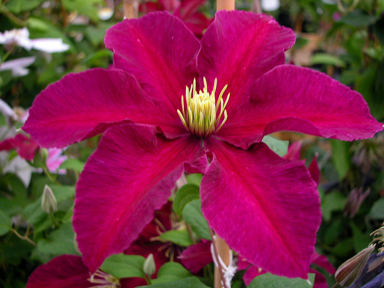 Niobe Clematis Vine -Deep Ruby Red - Majestic - 2.5