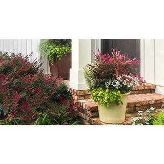 SOUTHERN LIVING 3 Gal. Obsession Nandina Multicolor Live Evergreen Shrub with Red-Green Foliage NANDI3DOB1PK