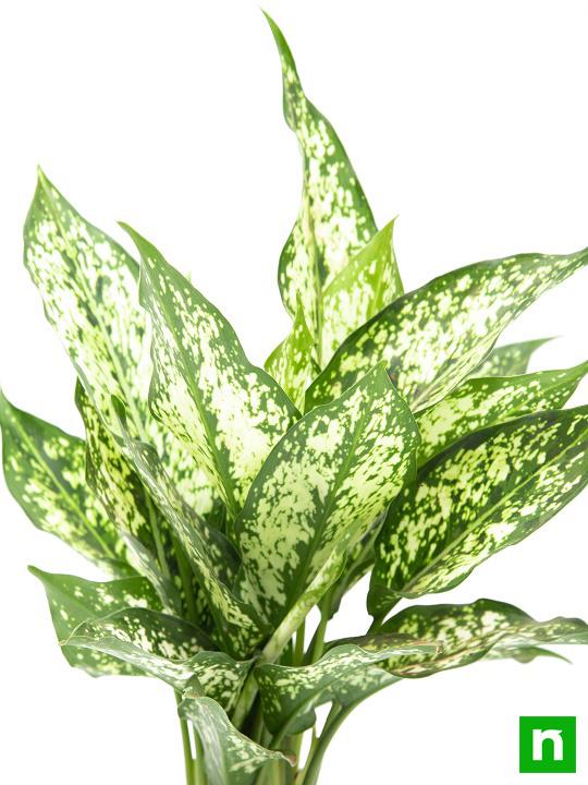 Aglaonema costatum, Chinese Evergreen (Green) - Plant