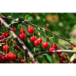 Online Orchards 3 ft. - 4 ft. Tall Bare-Root Montmorency Pie Cherry Tree FTCH008