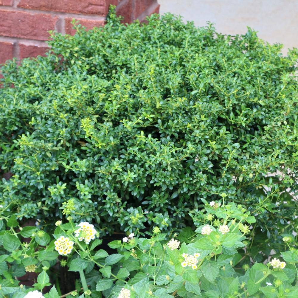national PLANT NETWORK 2.25 Gal. Holly Soft Touch Shrub HD7150