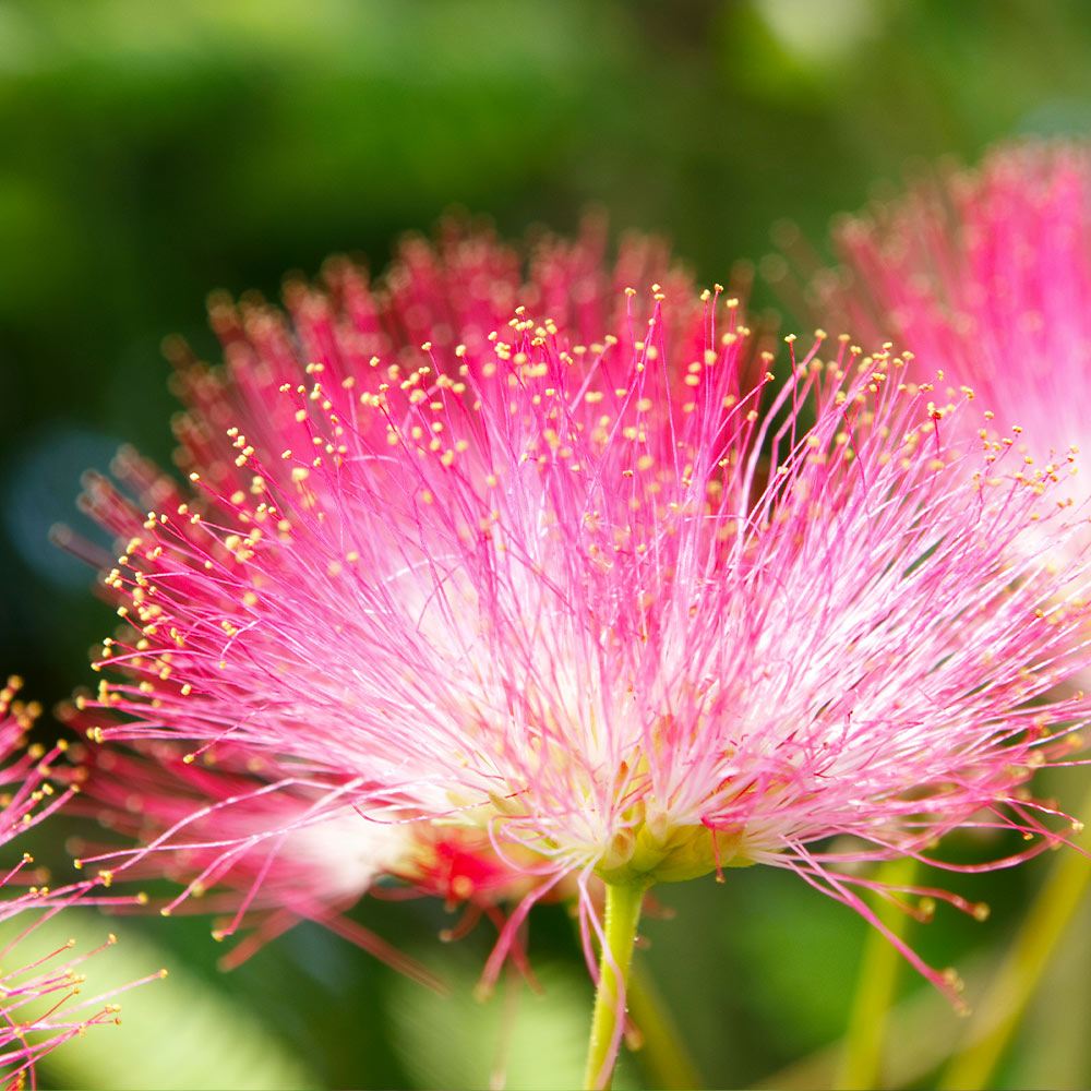 Summer Chocolate Mimosa Tree