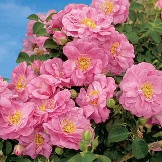 Gardens Alive! Cape Diamond Climbing Rose Dormant Bare Root Plant (1-Pack) 86288