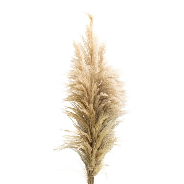 Pampas Grass Natural