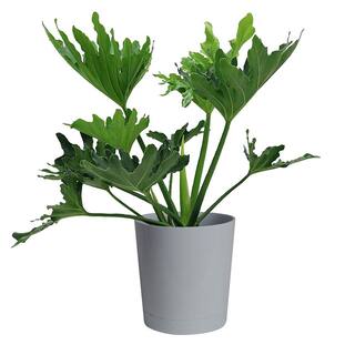 Costa Farms Philodendron Selloum Indoor Plant in 10 in. Gray Décor Pot Avg. Shipping Height 2-3 ft. Tall CO.PS10.3.CYL