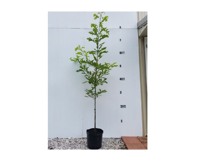 Freedom Farms Pin Oak Tree， 5 Gallon Pot