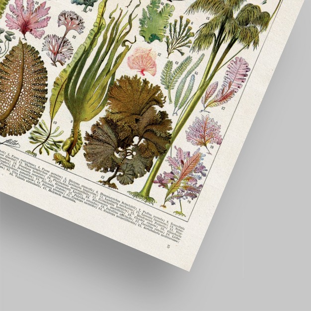 Americanflat Botanical Educational Algues Vintage Art Print By Samantha Ranlet Poster